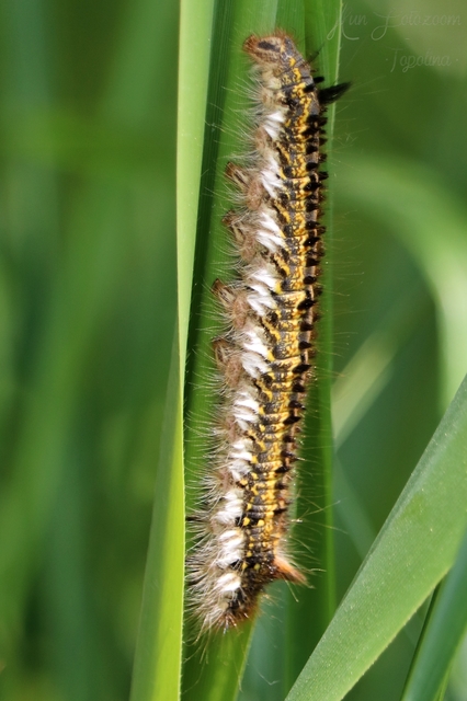 Euthrix potatoria - szomjas pohók