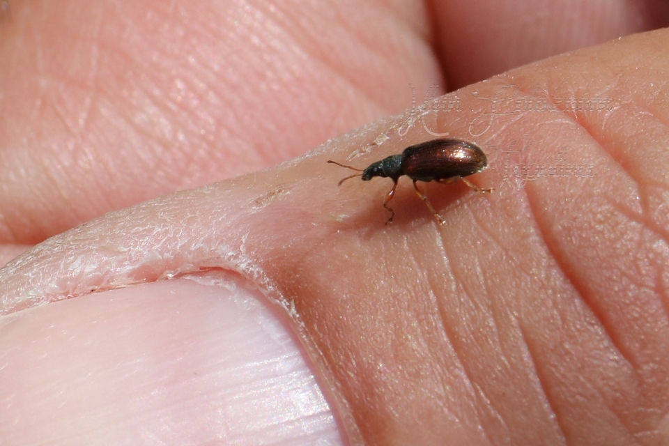 Phyllobius oblongus - közönséges levélormányos