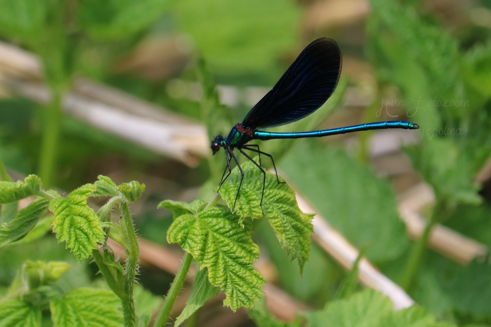 Calopteryx virgo - kisasszony-szitakötő