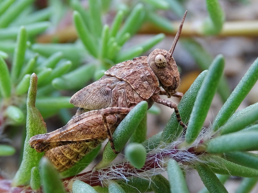 Oedipoda caerulescens - kékszárnyú sáska