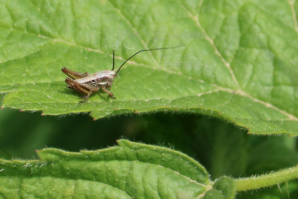 Platycleis