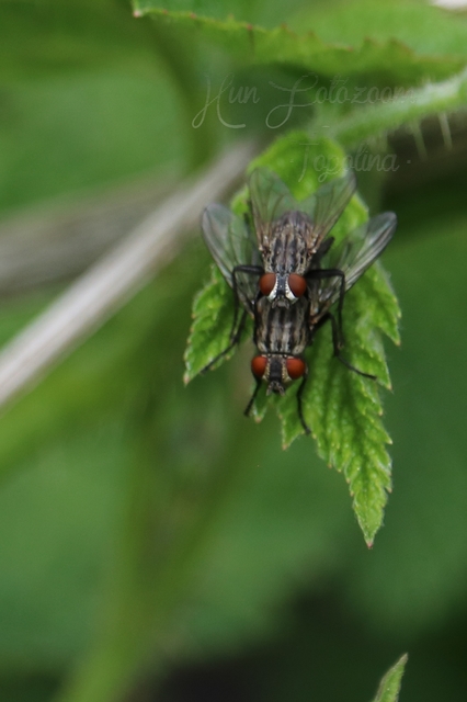 Sarcophagidae - húslégyfélék