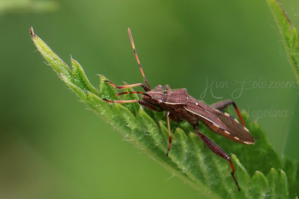 Camptopus lateralis - görbelábú karimáspoloska