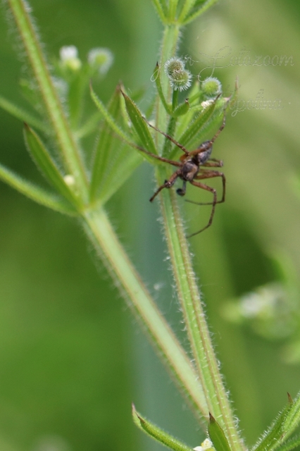 Philodromus aureolus - aranyos fürgekarolópók