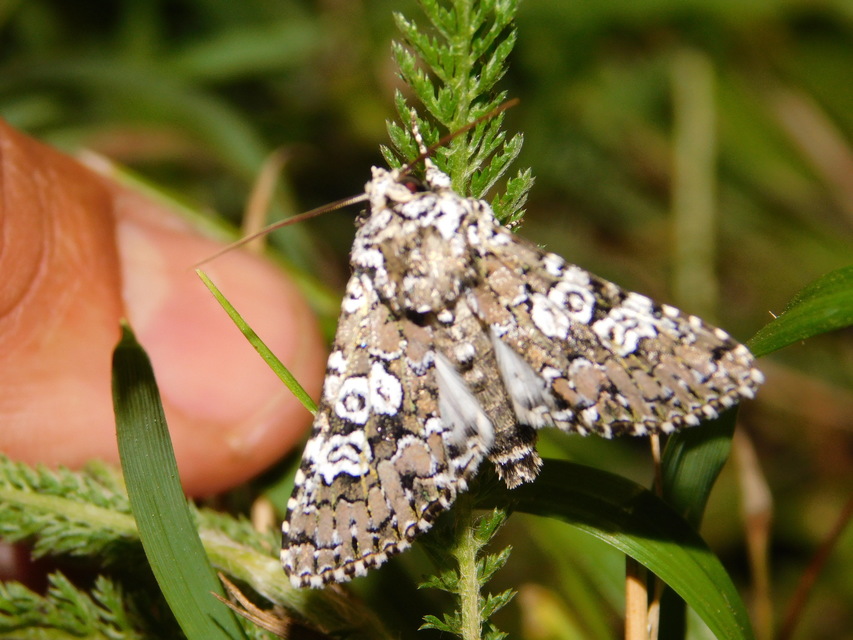 Lamprosticta culta - hármasfoltú bagoly