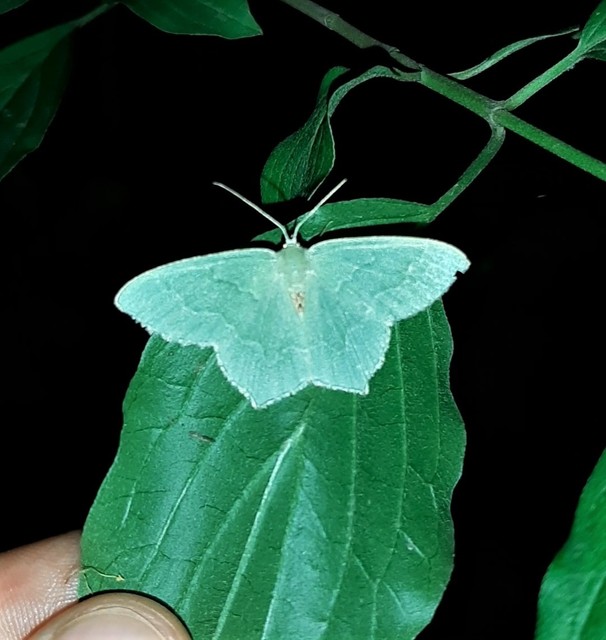 Hemithea aestivaria - nyír-zöldaraszoló