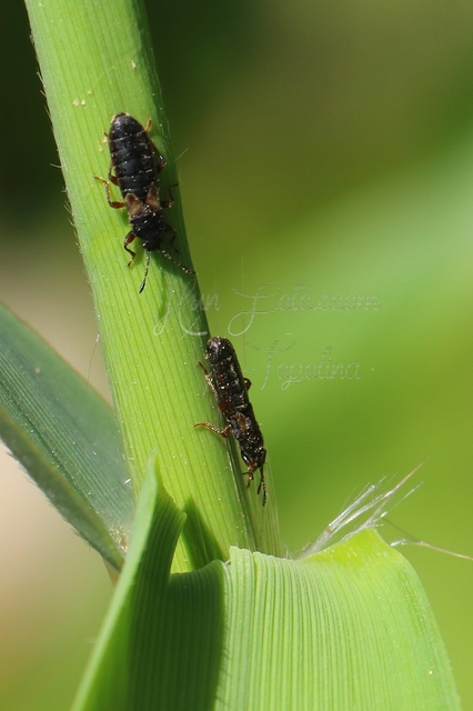 Dimorphopterus blissoides - keleti karcsúbodobács