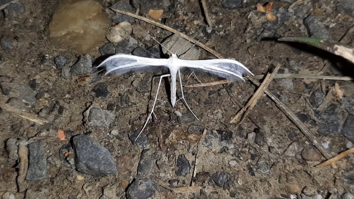 Pterophorus pentadactyla - fehér tollasmoly