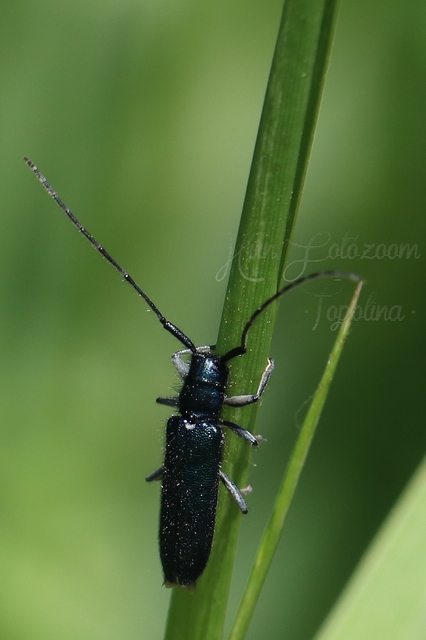 Agapanthia violacea - kék somkórócincér