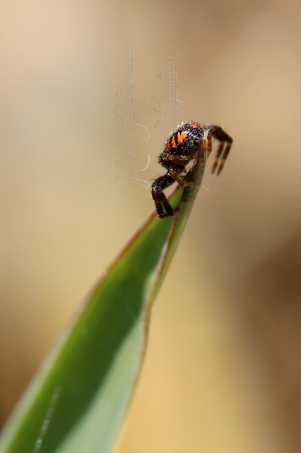 Synema ornatum - kutyatej-karolópók
