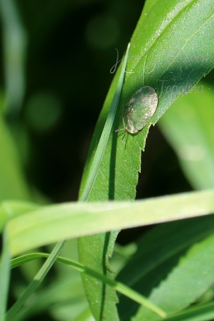 Cassida