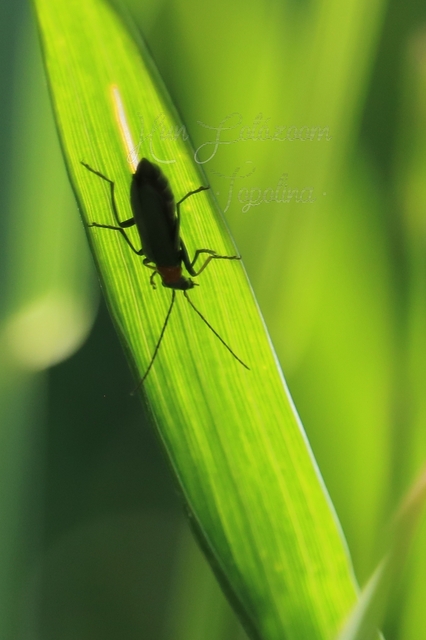 Oedemera croceicollis - pirostorú álcincér