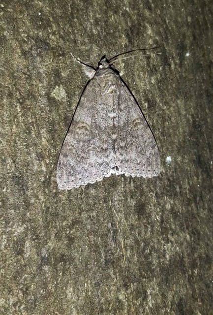 Catocala nupta - piros övesbagoly
