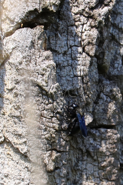 Xylocopa