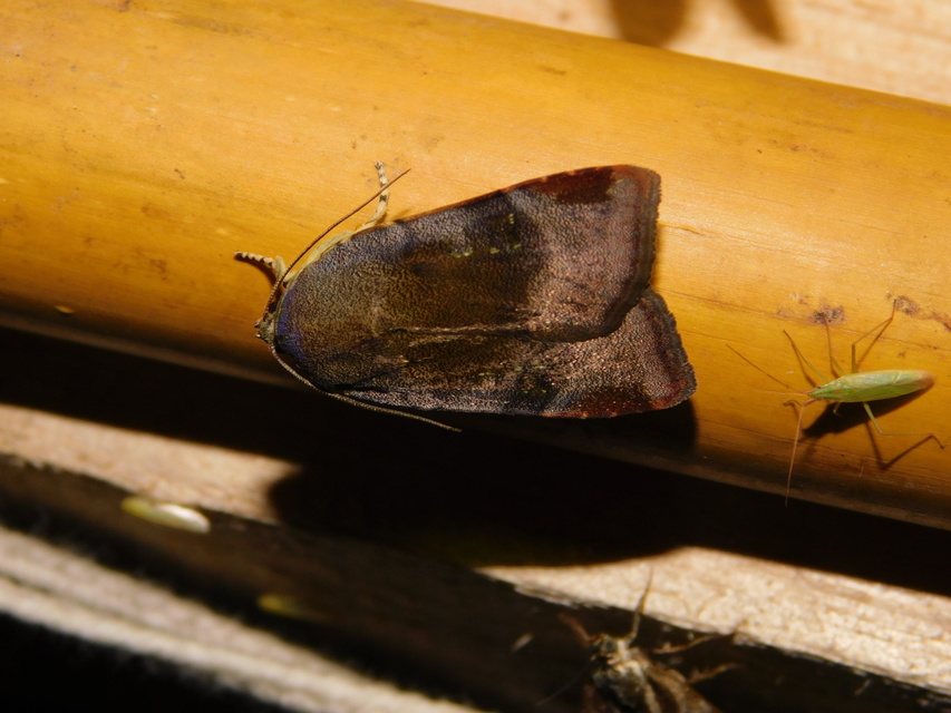 Noctua janthe/janthina
