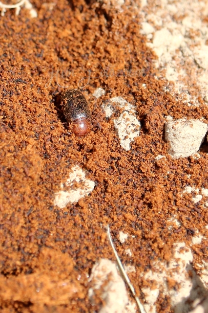 Neomida haemorrhoidalis