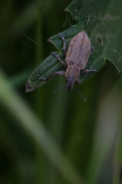 Tanymecus palliatus - közönséges hegyesfarúbarkó