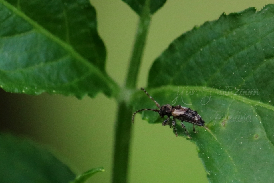 Pogonocherus hispidus - kéttövises ecsetcincér