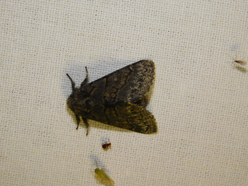 Gluphisia crenata - kormos púposszövő