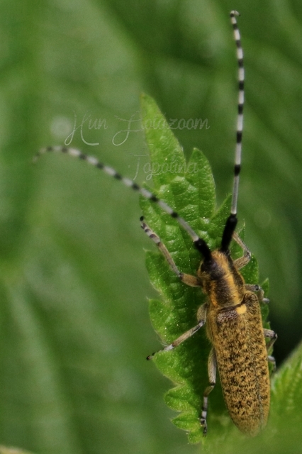 Agapanthia villosoviridescens - fehérgyűrűs bogáncscincér