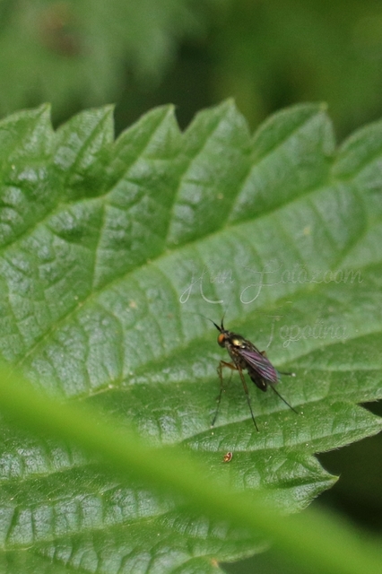 Dolichopodidae - szúnyoglábú legyek