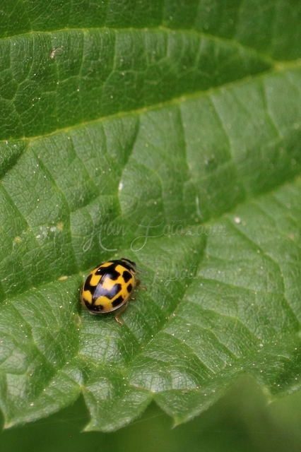 Propylea quatuordecimpunctata - tizennégypettyes füsskata