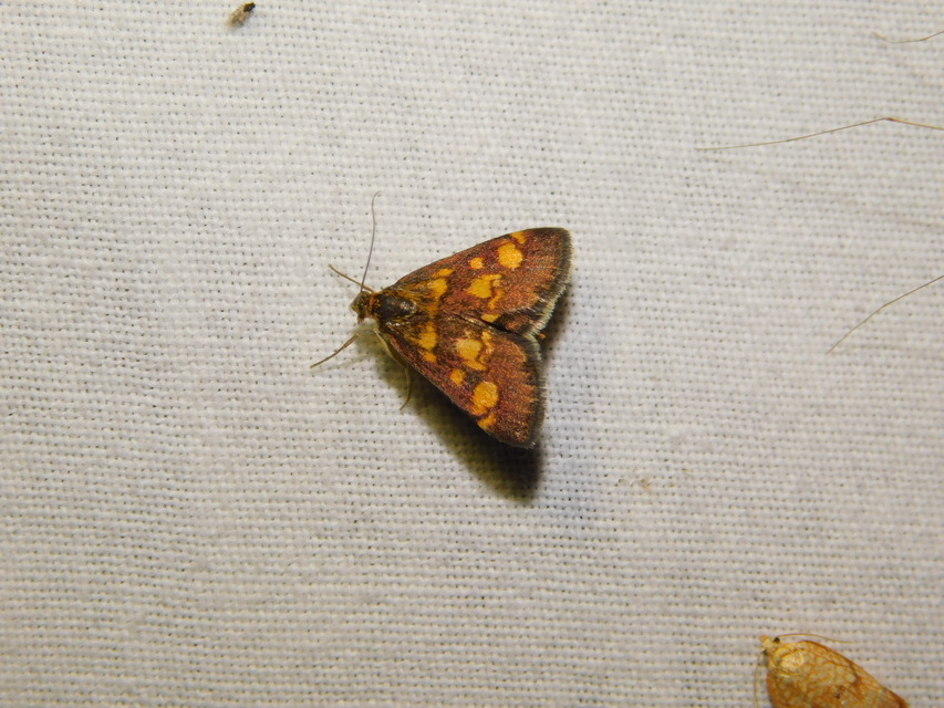 Pyrausta aurata - aranyló bíbormoly