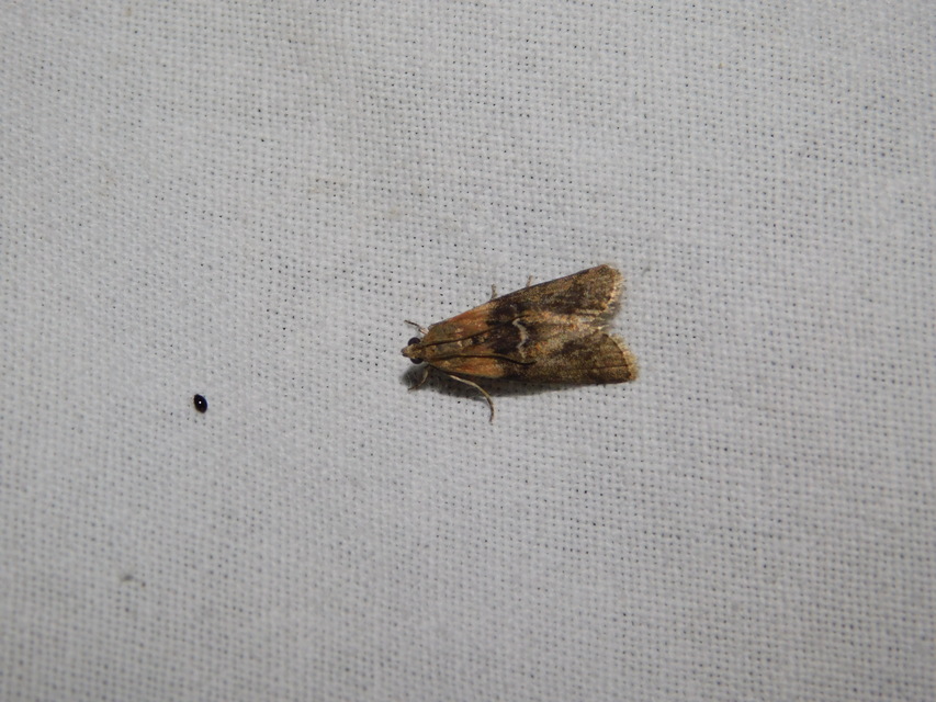 Sciota adelphella - pirosszárnytövű karcsúmoly