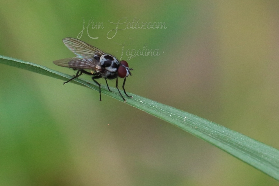 Anthomyia