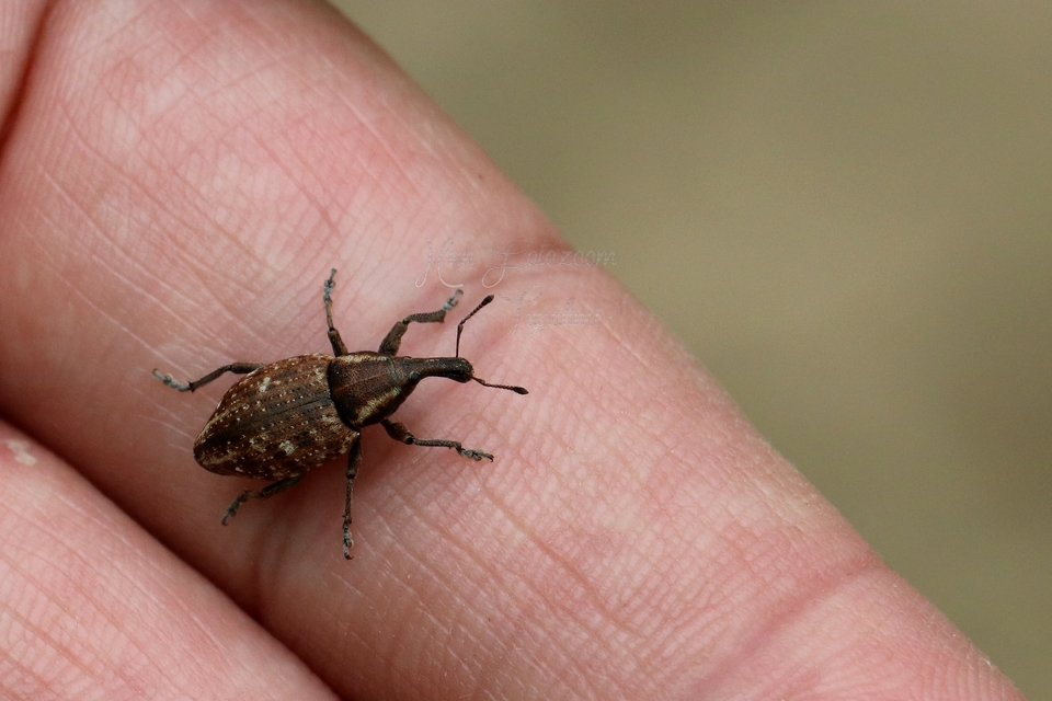 Lepyrus capucinus - pettyes fűzormányos