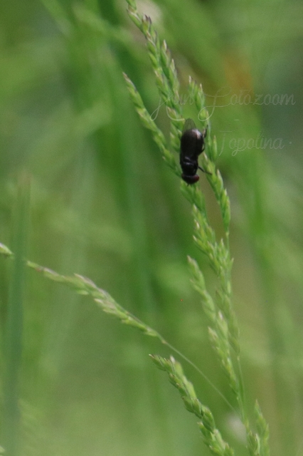 Chloropidae - gabonalegyek