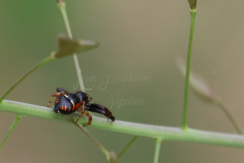 Synema globosum - fekete-sárga karolópók