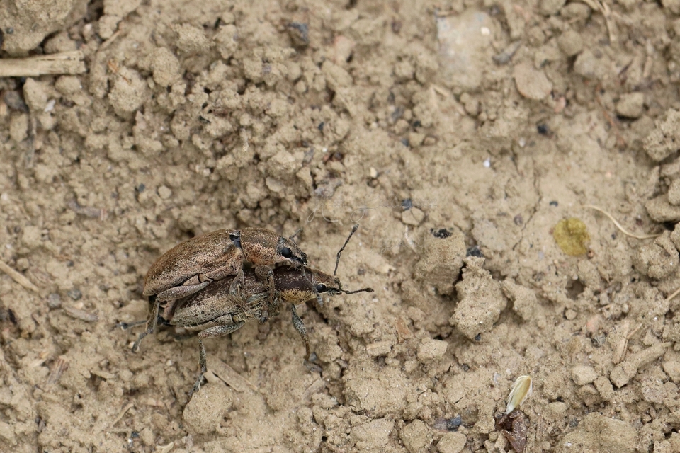 Tanymecus palliatus - közönséges hegyesfarúbarkó