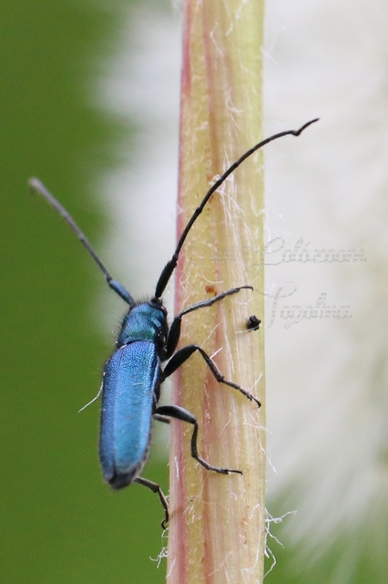 Agapanthia violacea - kék somkórócincér