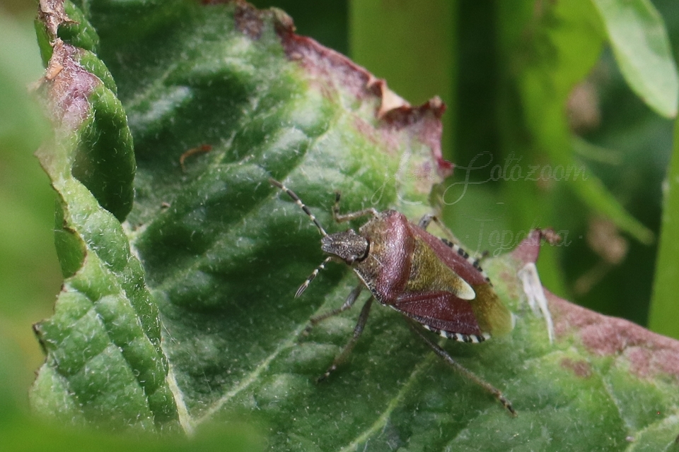 Dolycoris baccarum - közönséges bogyómászó-poloska