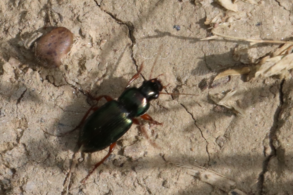 Harpalus affinis - szőrösszárnyú lomhafutó