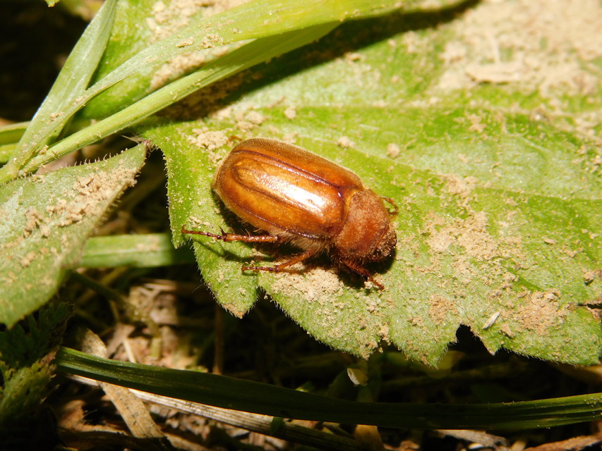 Amphimallon burmeisteri