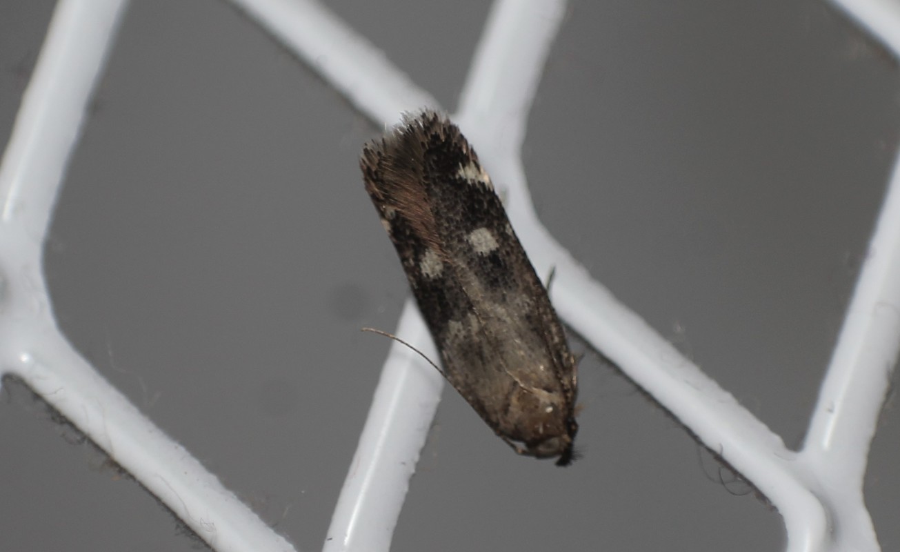 Gelechia sestertiella - talléros sarlósmoly