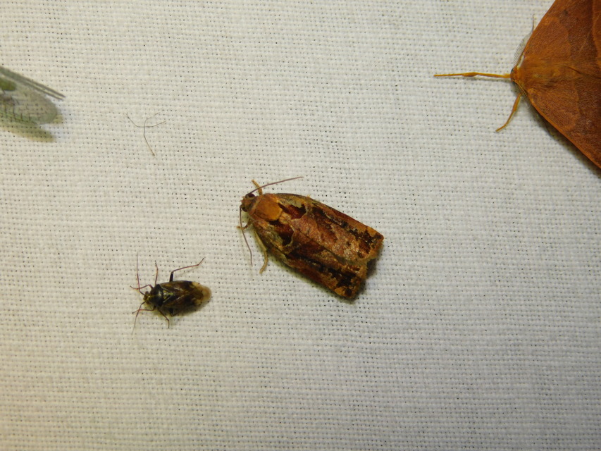 Archips
