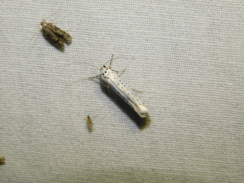 Yponomeuta