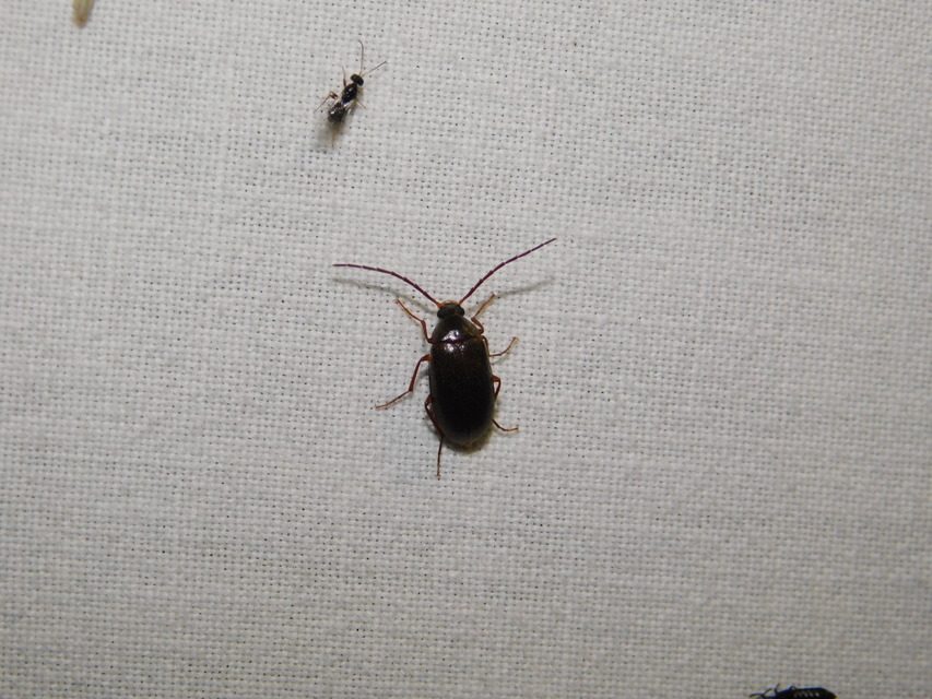 Hymenalia rufipes - rőtlábú alkonybogár