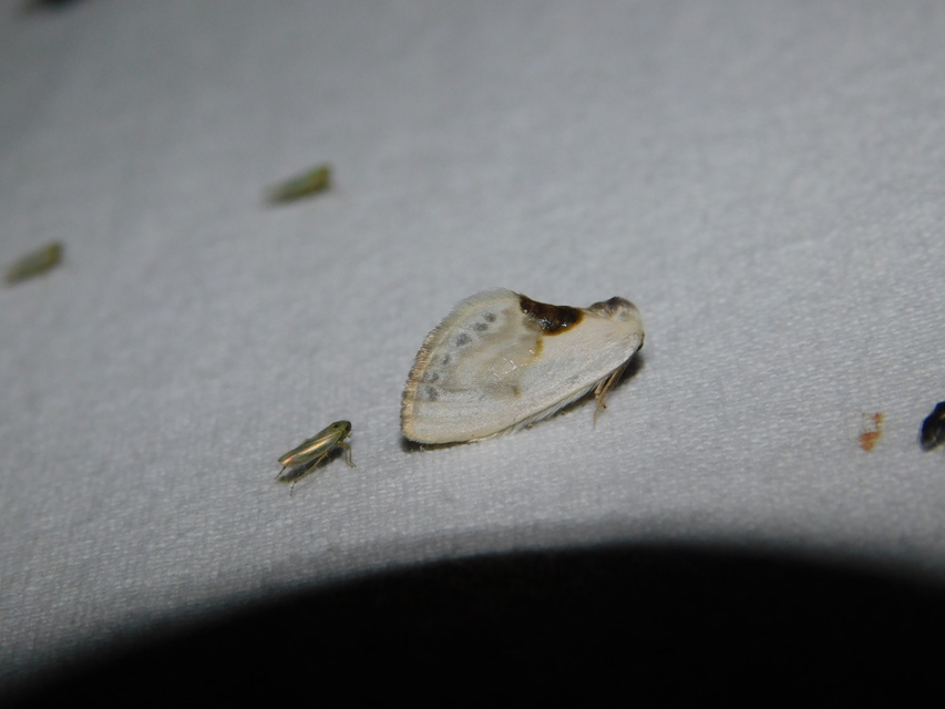 Cilix glaucata - törpe sarlósszövő