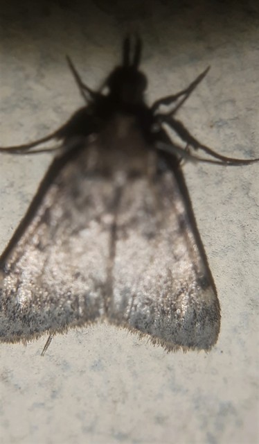 Aglossa pinguinalis - zsiradékmoly