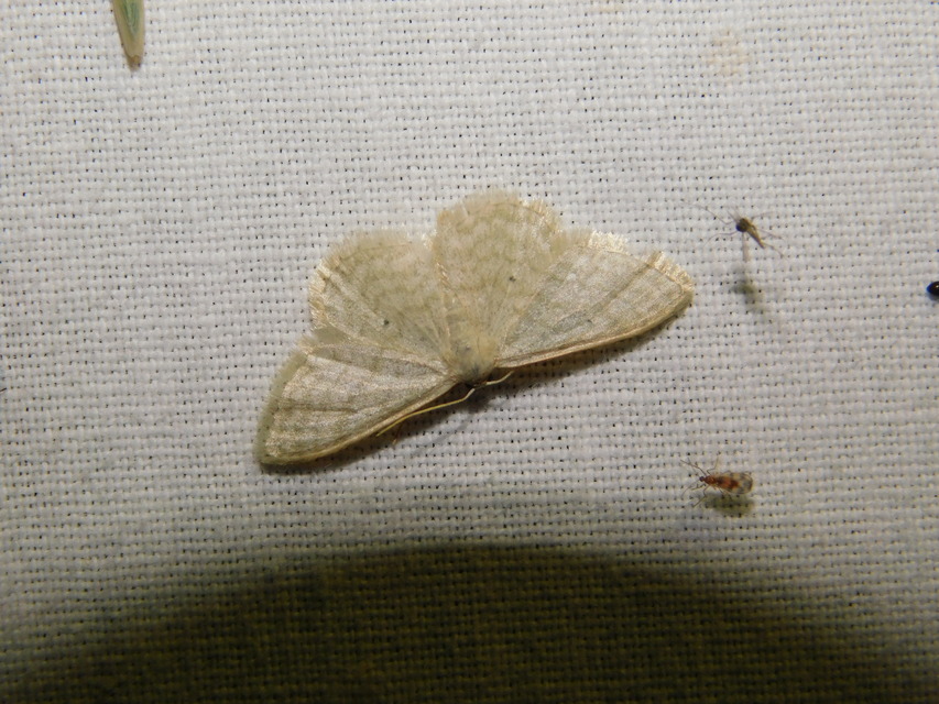 Scopula virgulata - vesszős sávosaraszoló