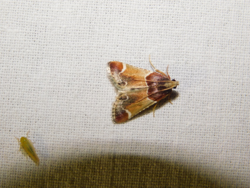 Pyralis farinalis - lisztilonca