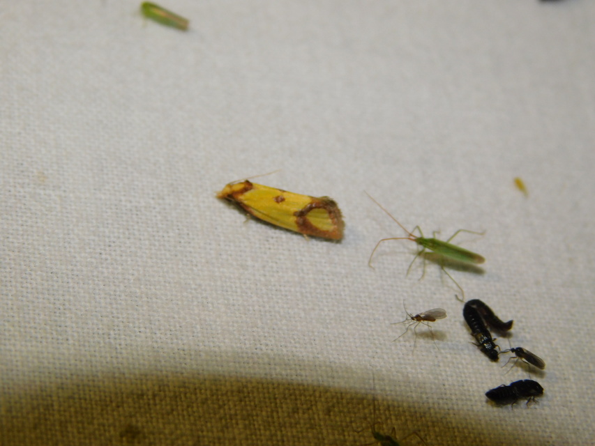 Agapeta zoegana - barnacsíkos sárgamoly