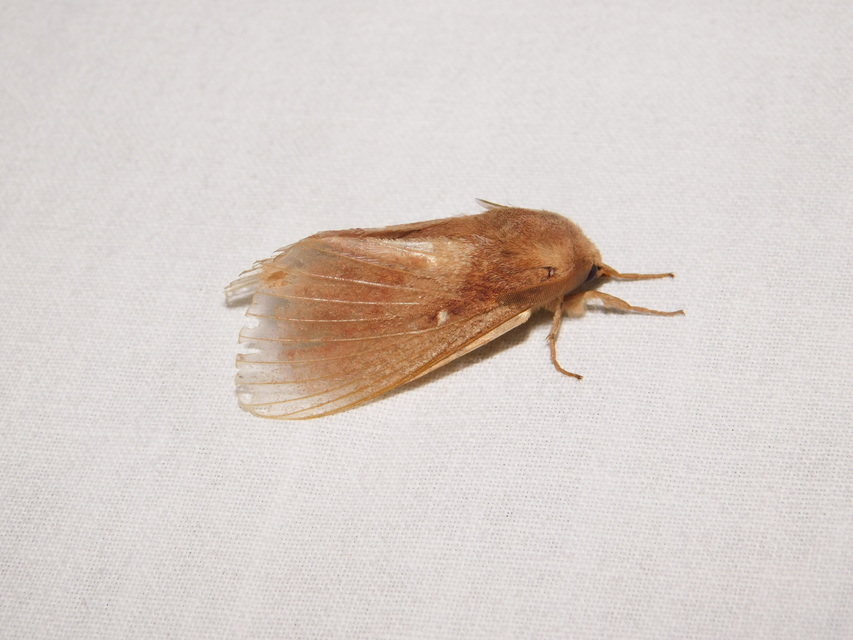 Dendrolimus pini - fenyőpohók