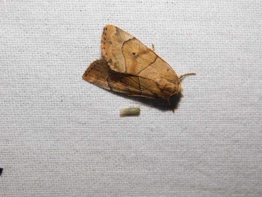 Cosmia trapezina - közönséges lombbagoly