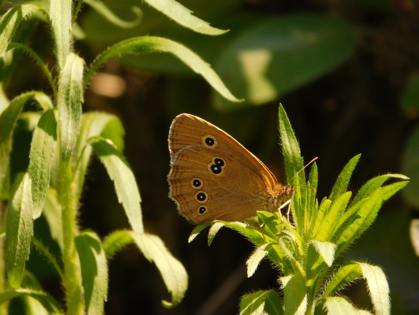 Aphantopus hyperanthus - közönséges ökörszemlepke