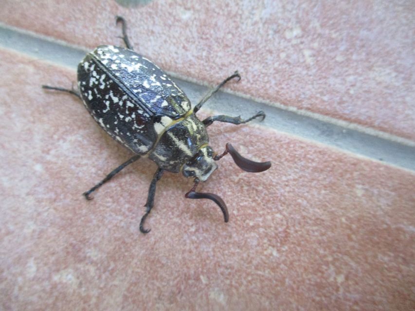 Polyphylla fullo - csapó cserebogár
